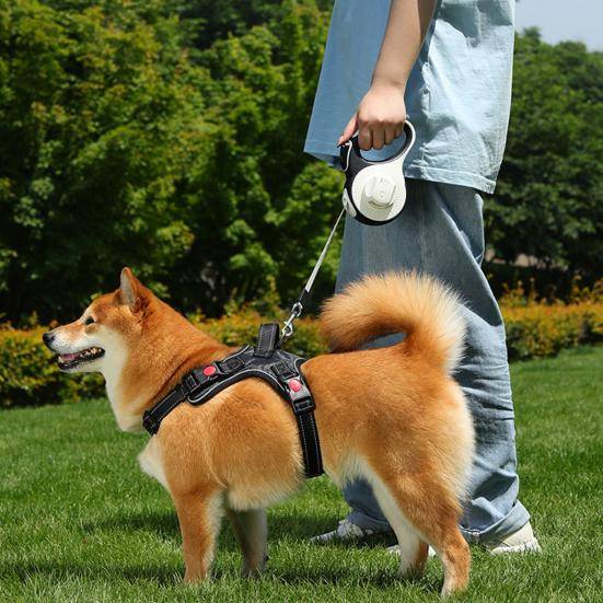 Hundkoppel med LED-ljus 3m 5m Nylonband Hundkoppel vit
