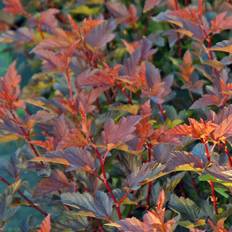 Smällspirea (Storlek: 40-50 C3)