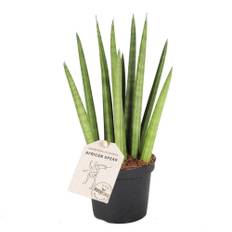 Bajonetplante, Sansevieria Cylindrica, Ø25 cm (På lager i butik)