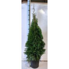 Thuja Smaragd Kruka 80-100Cm