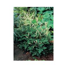 Koreansk plymspirea OMNIA GARDEN Aruncus aethusifolius 3-pack