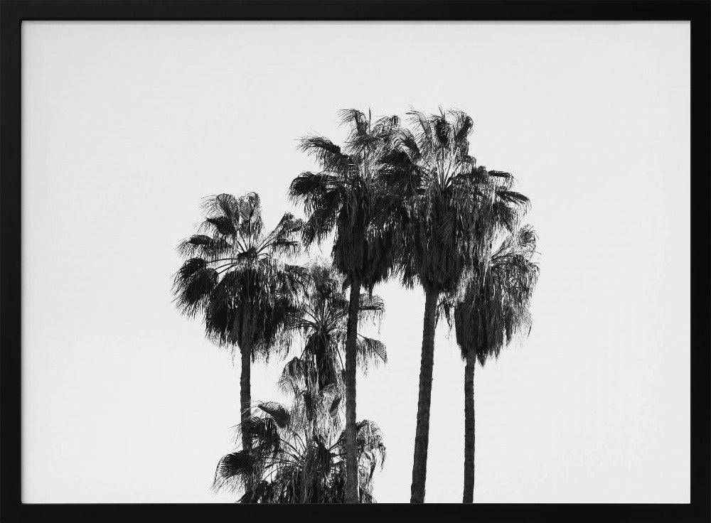 Palms in the Wind Poster - 40x30 cm / 16x12″