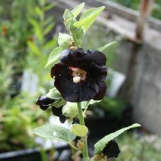 Stockros