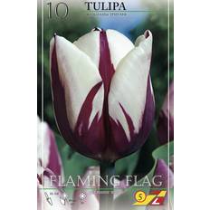 Tulipanløg (Tulipa 'Flaming Flag')