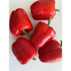 Peber. Jubilandska. Capsicum annuum. økologisk. Frø