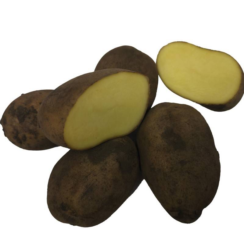 Sava Økologiske Læggekartofler 10 Kg. - Sen | Fås i flere varianter.