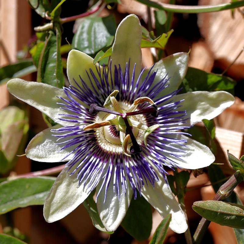 Passionsblomst caerulea - Passiflora caerulea.