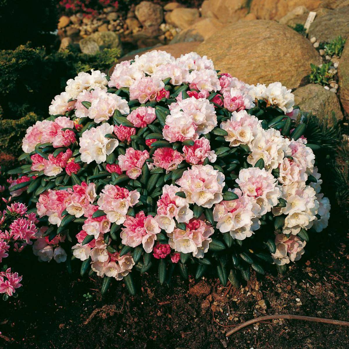 Rododendron - Rhododendron yak. hybr. Koichiro Wada (Storlek: 20-25 C3)