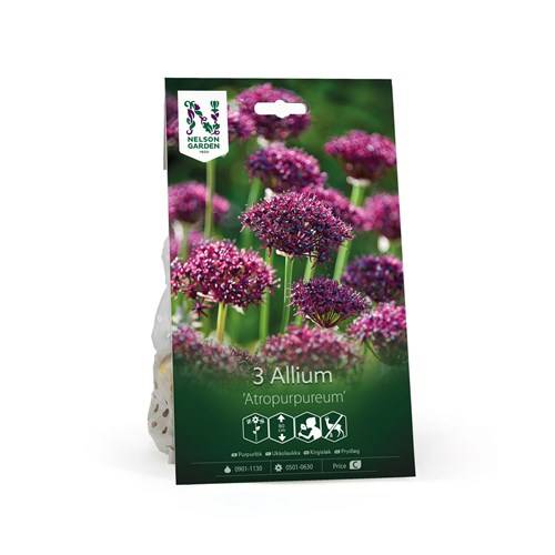 Allium, Atropurpureum