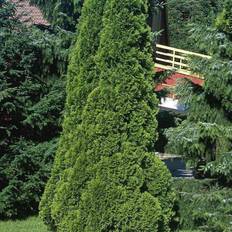 Thuja (Thuja occidentalis 'Smaragd') 180-210 cm
