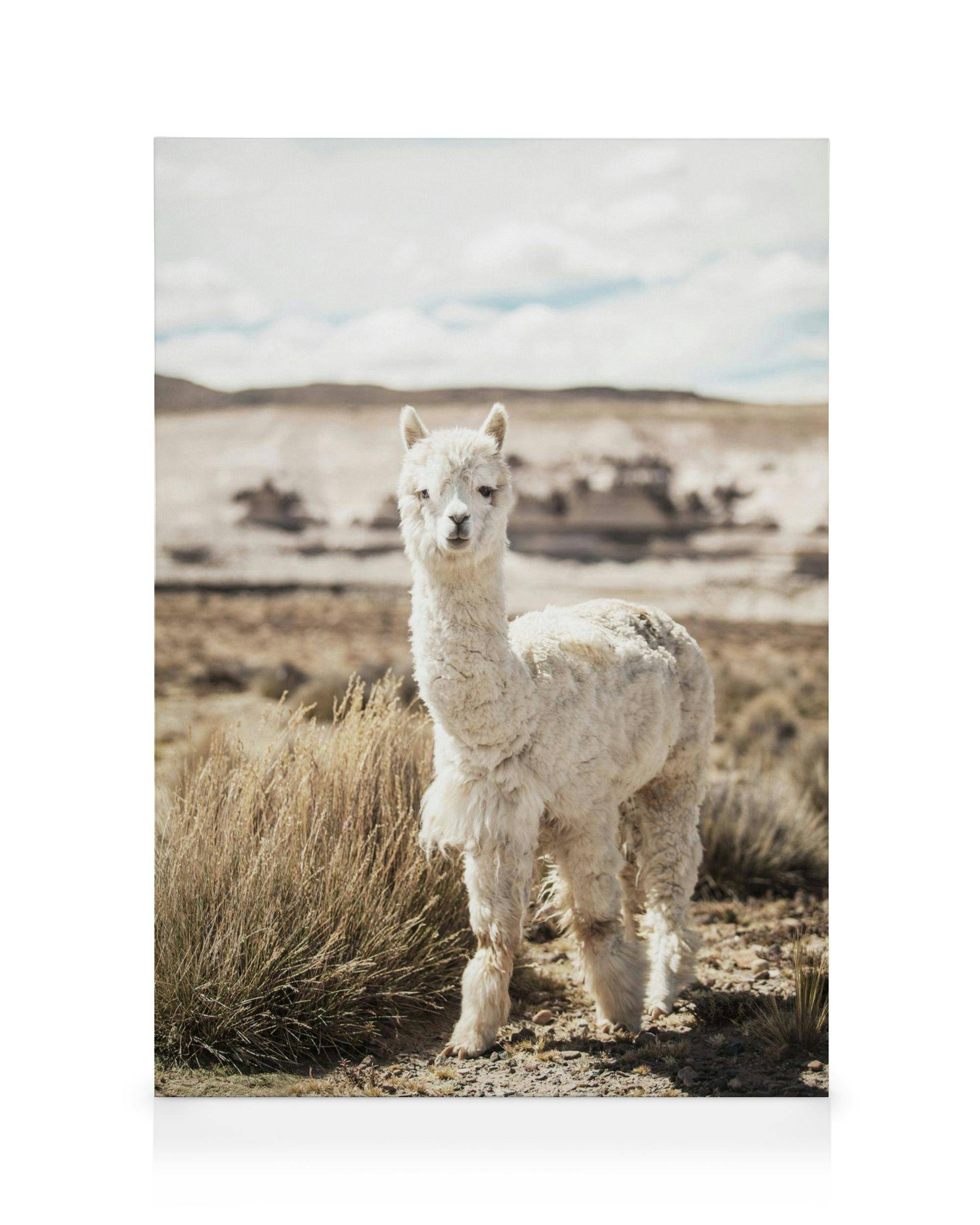 Canvastavlor Curious Alpaca Canvastavla (30x40 cm - Ekram)