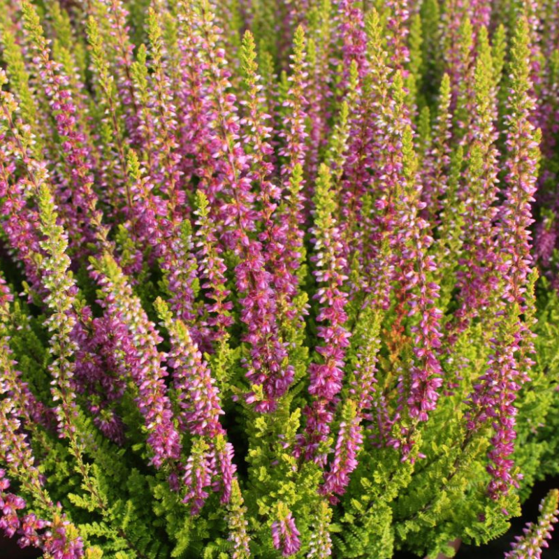 Efterårslyng (Calluna vulgaris 'Highland Rose')