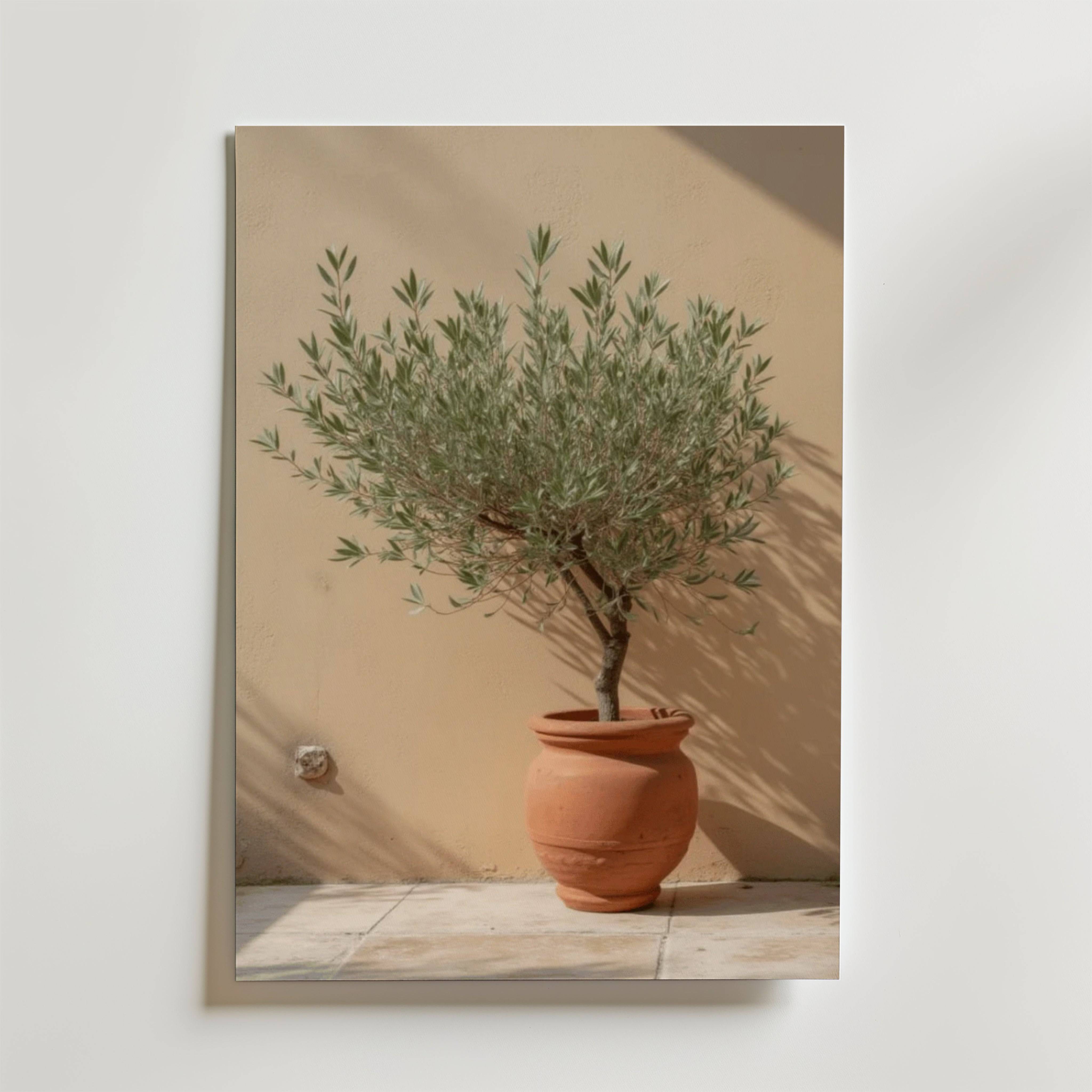 Potted olive tree poster - Premium Canvas 50x70 cm