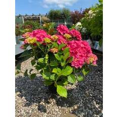 Havehortensia `Bella`