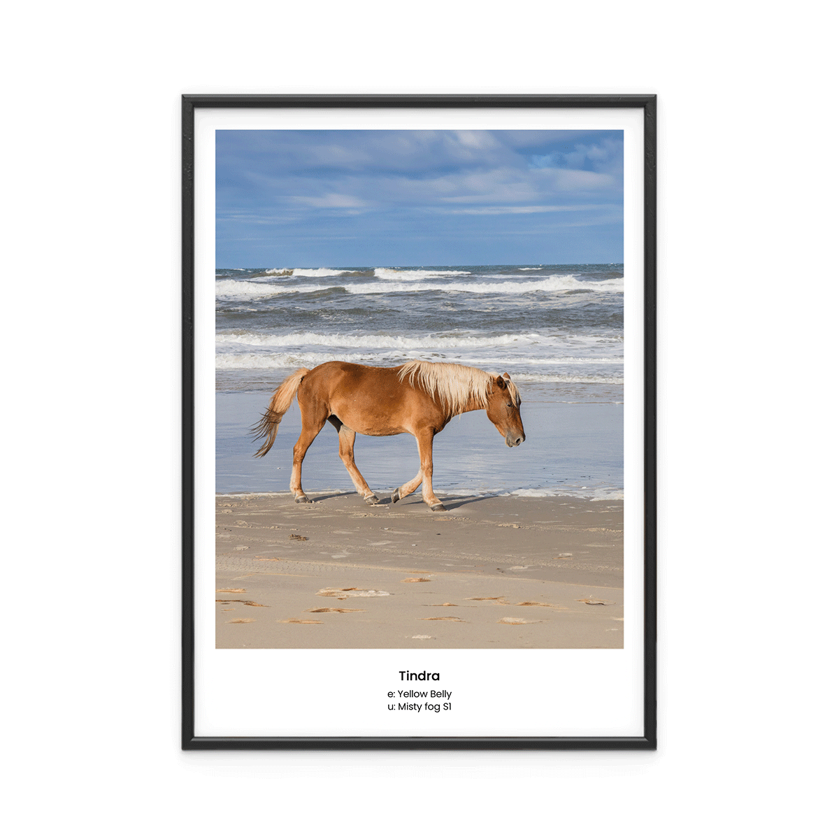 Fotoposter Häst 3