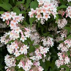 Kolkwitzia Amabilis 5 L Potte