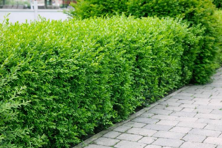 Ligustrum vulg. var. Ital. 'Liga', 125-150 cm, 150-pack-Goliat