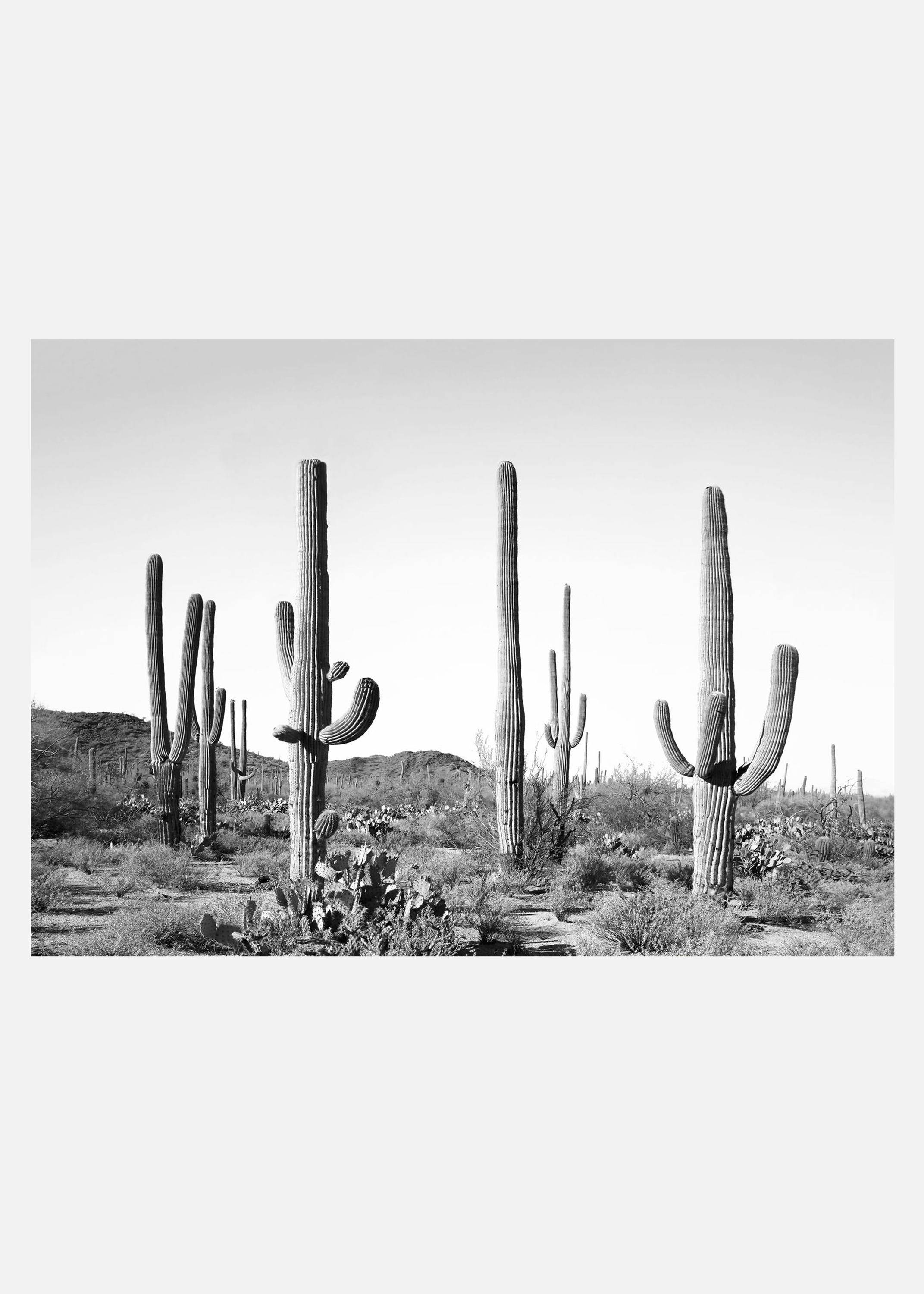 Grey Cactus Land Canvastavla (70x100 cm)