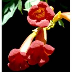 Trompetblomst 'Flamenco'