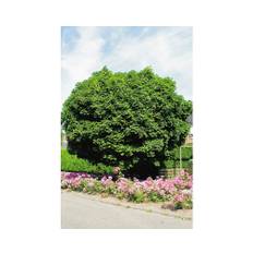 Klotlönn OMNIA GARDEN Acer platanoides Globosum