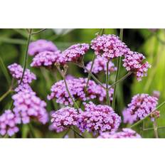 Jätteverbena OMNIA GARDEN Verbena bonariensis 15-pack