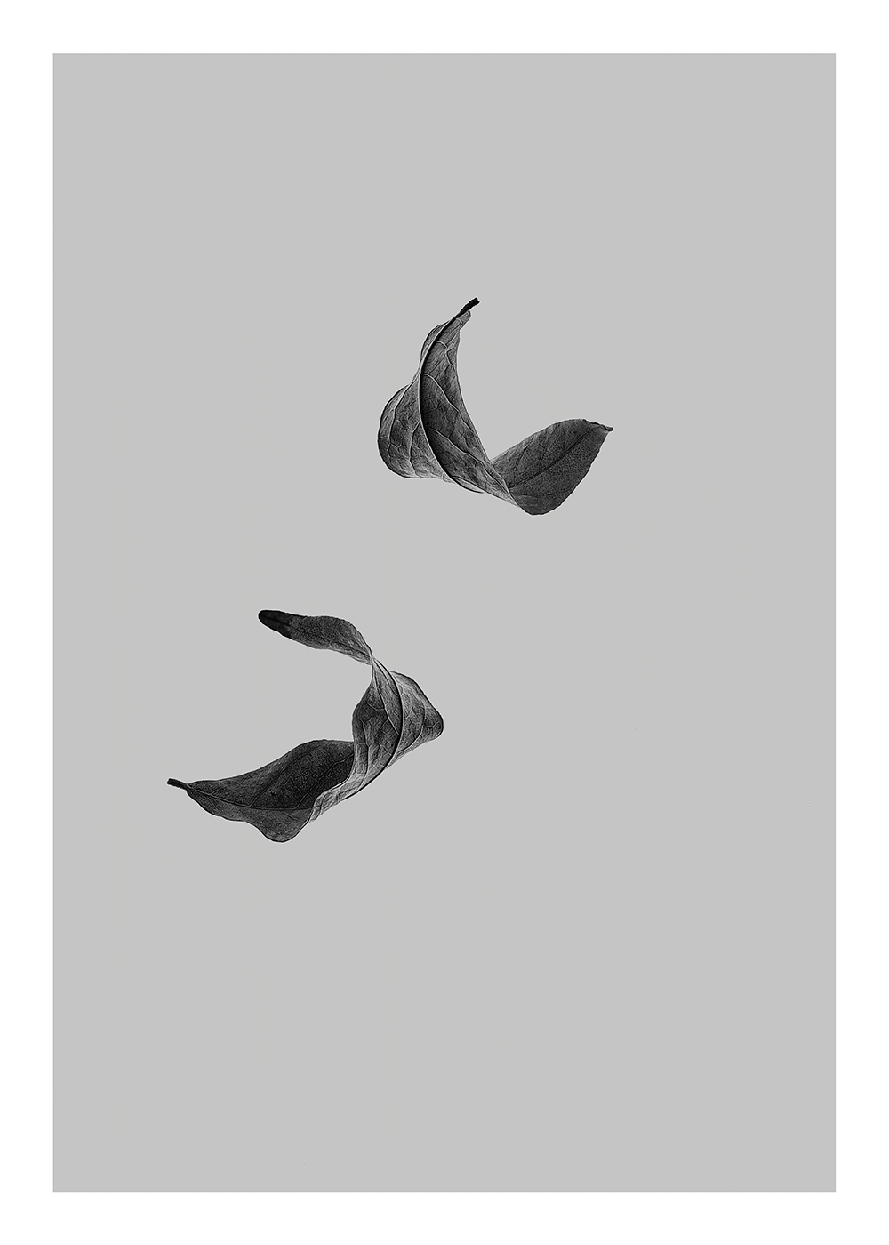 Sabi Leaf 02 - 30x40 cm (30x40 cm)