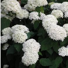Vidjehortensia (Storlek: busk C2)