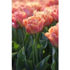 Tulip Lorenzo