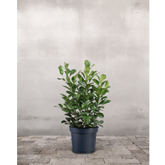 Laurbærkirsebær, Prunus laurocerasus 'Etna' - 100-120 cm
