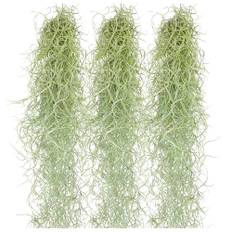 Tillandsien Pflanzen Echt im Mix - Tillandsien hängend 50cm Tillandsia Usneoides Luftpflanzen, Terrarium Pflanzen, Spanisches Moos, Louisianamoos (3x Tillandsia Usneoides)