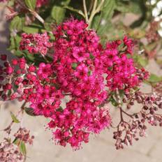 Spiræa Anthony Waterer 25-40 cm. - Spiraea japonica Anthony Waterer