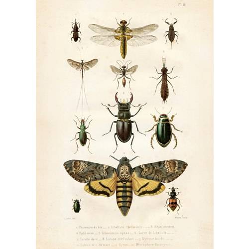 Plansch insekter vintage