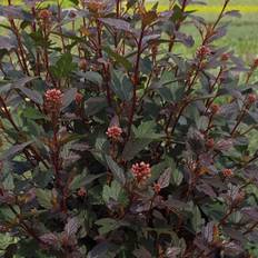 Smällspirea (Storlek: 50-55 C3)