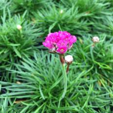 Engelsk græs, Armeria m. 'Abbey Deep Rose', 1 liter potte