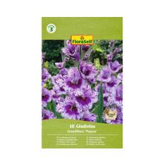 Blomsterlökar FLORASELF Gladiolus 'Passos' 10st
