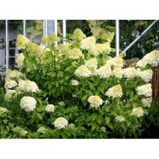 Syrén-Hortensia 'Limelight'