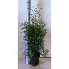 Thuja Brabant 60-70Cm