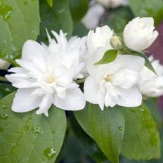 Philadelphus 'Virginal', sol. 150-175 co/kl