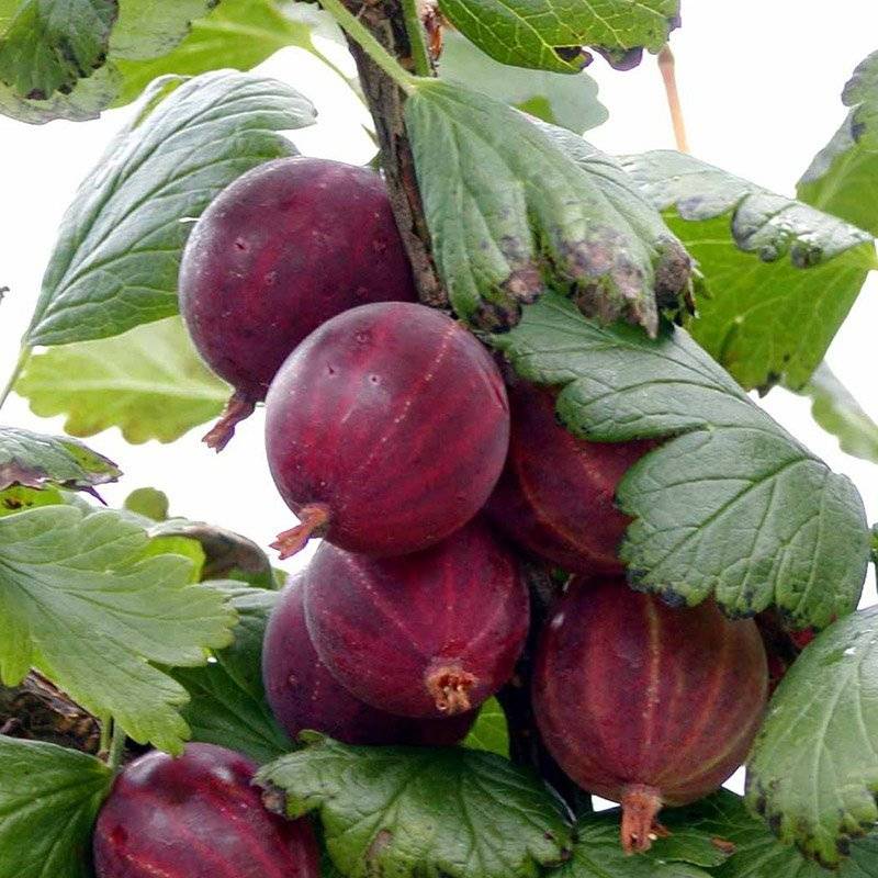 Stikkelsbær (Ribes uva-crispa 'Hinnonmäki Rød') 15-30 cm