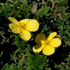 Potentilla 'Kobold'