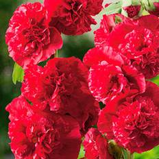 Stokrose 'Chater's Violet'