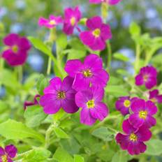 Aubrietia (Krukstorlek: P9cm)