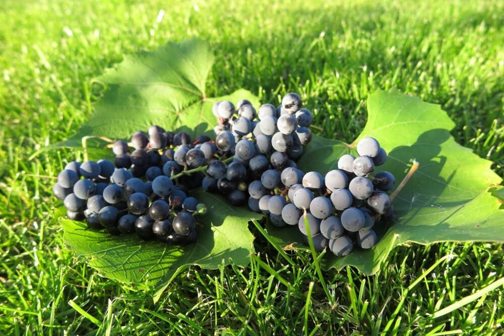 VINDRUVA ZILGA 10-PACK