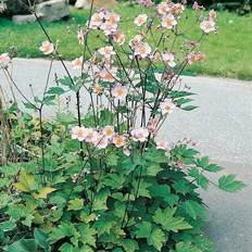 Rabattblomma Omnia Garden Höstanemon Königin Charlott