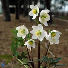 Julerose, Helleborus niger, 11 cm potte