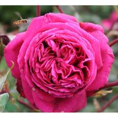 Buskros Natalie Renaissance Barrot Rosa 10-Pack