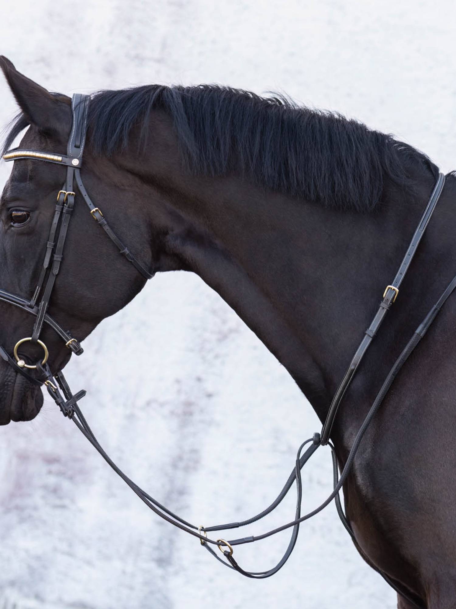 Jacson Cincinatti Martingal - Svart , Cob