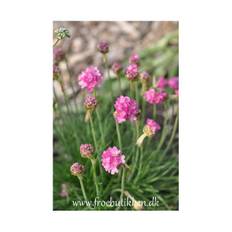 Engelsk græs. Armeria maritima splendens. Frø