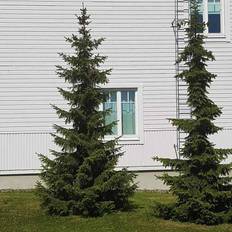 Gran Serbisk (Picea omorika) 130-150 cm