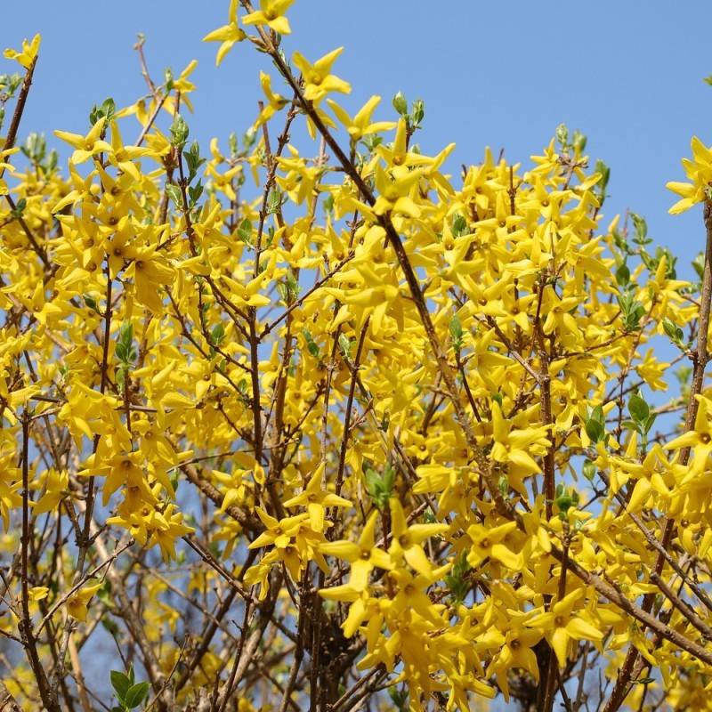 Forsythia Spectabilis 40-60 cm. - Bundt med 10 stk. barrodsplanter - Forsythia intermedia Spectabilis.